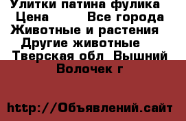 Улитки патина фулика › Цена ­ 10 - Все города Животные и растения » Другие животные   . Тверская обл.,Вышний Волочек г.